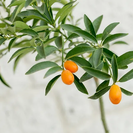 Levin * אלאקאטי